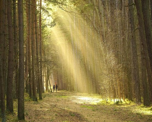 person walking in comfortable shoes on a forest path